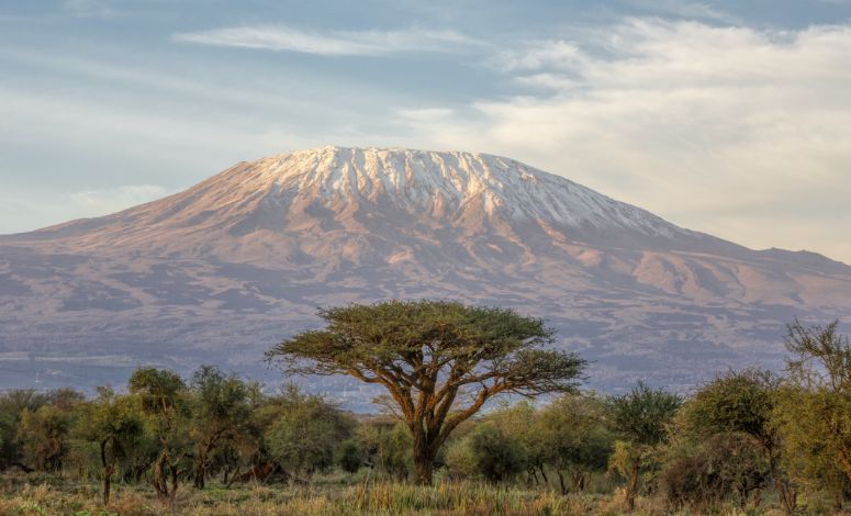 Mountain behind tree and bushes